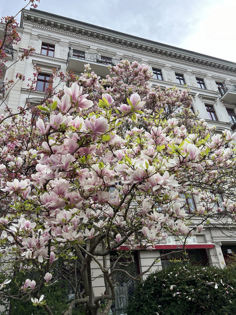Exploring Berlin's Blossoming Beauty